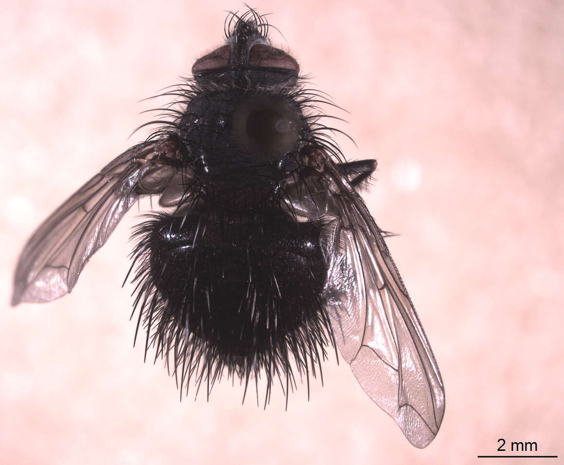 Image of Bombyliomyia soror (Williston 1886)