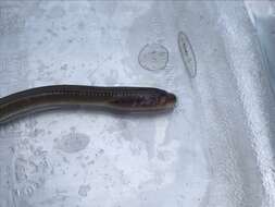 Image of Central California brook lamprey