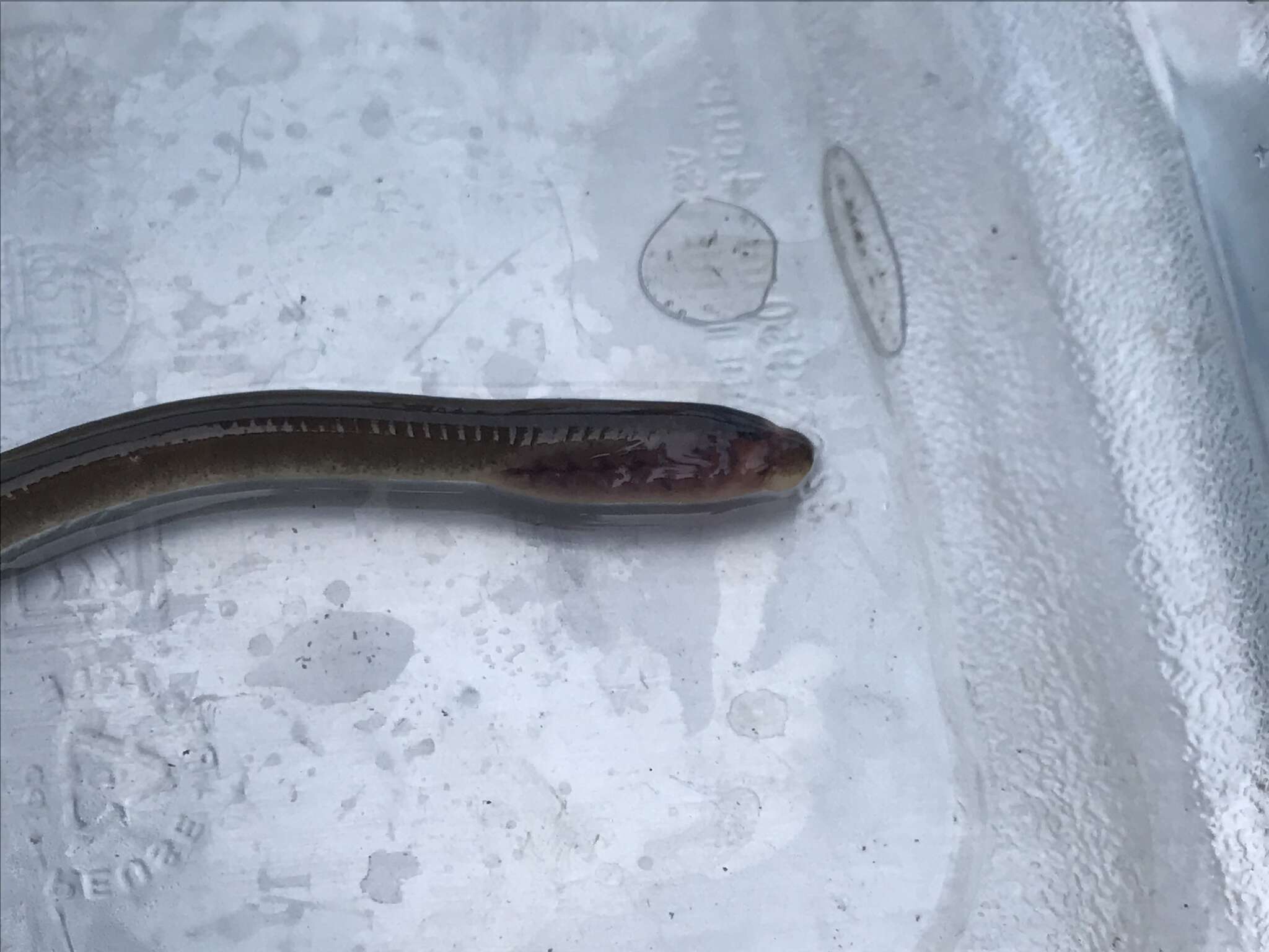 Image of Central California brook lamprey