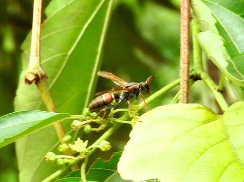 Image of Polistes pacificus Fabricius 1804