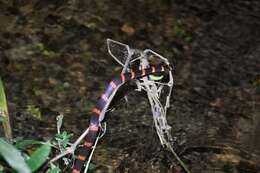 Image of Black Halloween Snake