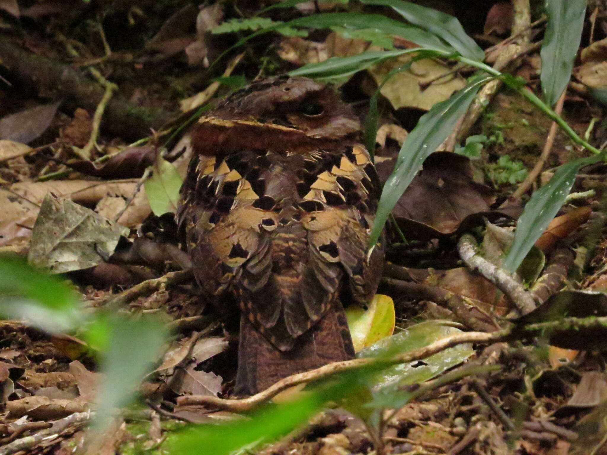 Image of Collared Nightjar