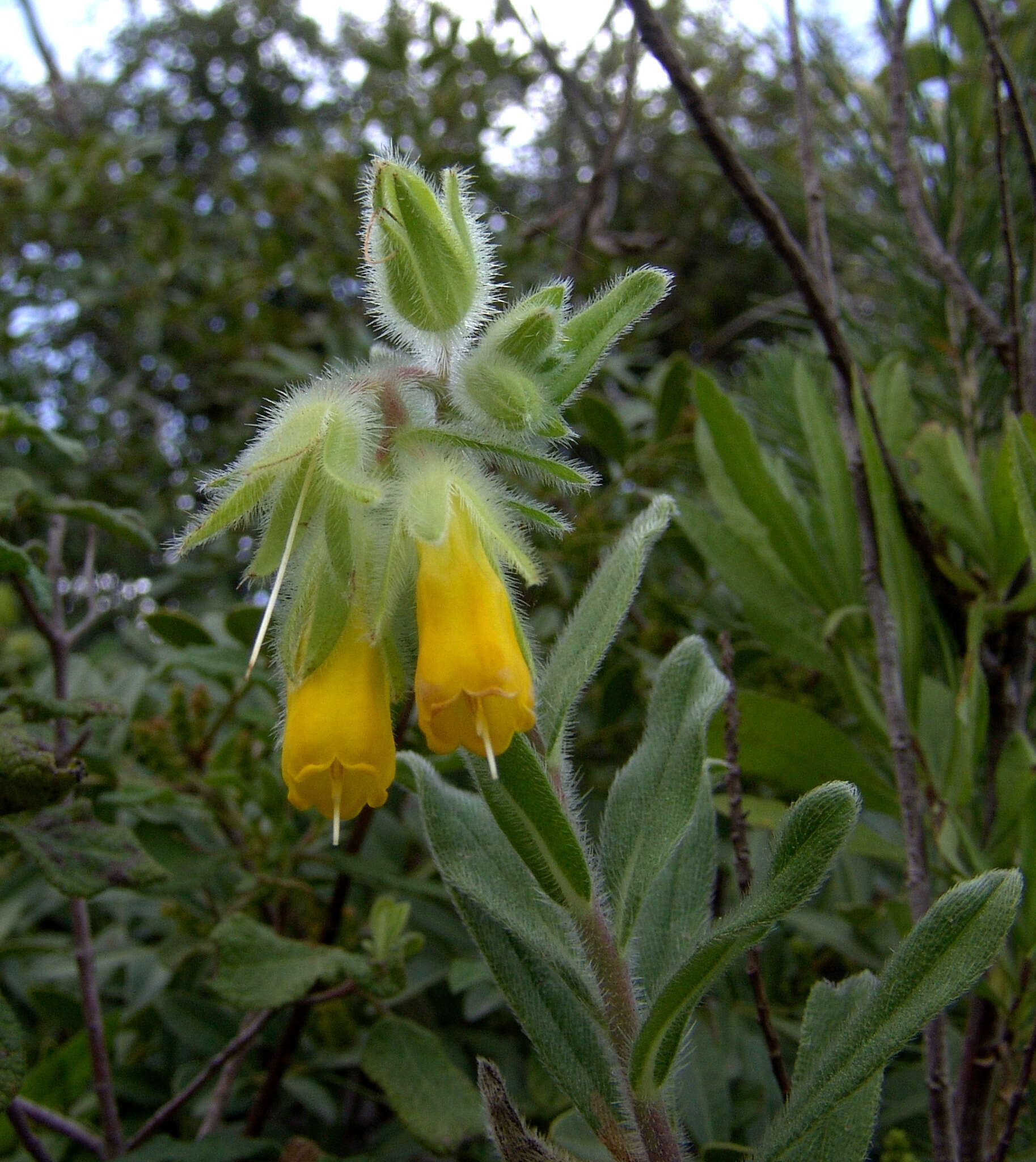 Imagem de Onosma frutescens Lam.