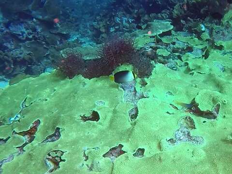 Image of Red Sea Butterflyfish