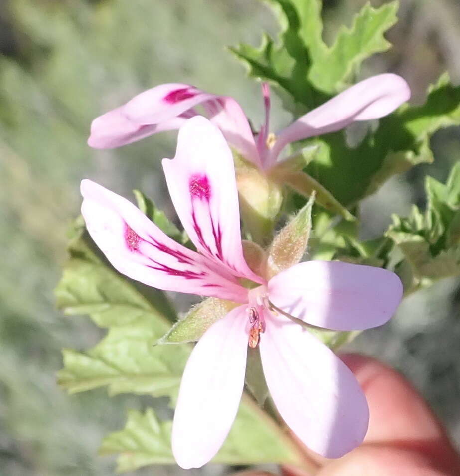 Image of Pelargonium pseudoglutinosum Knuth