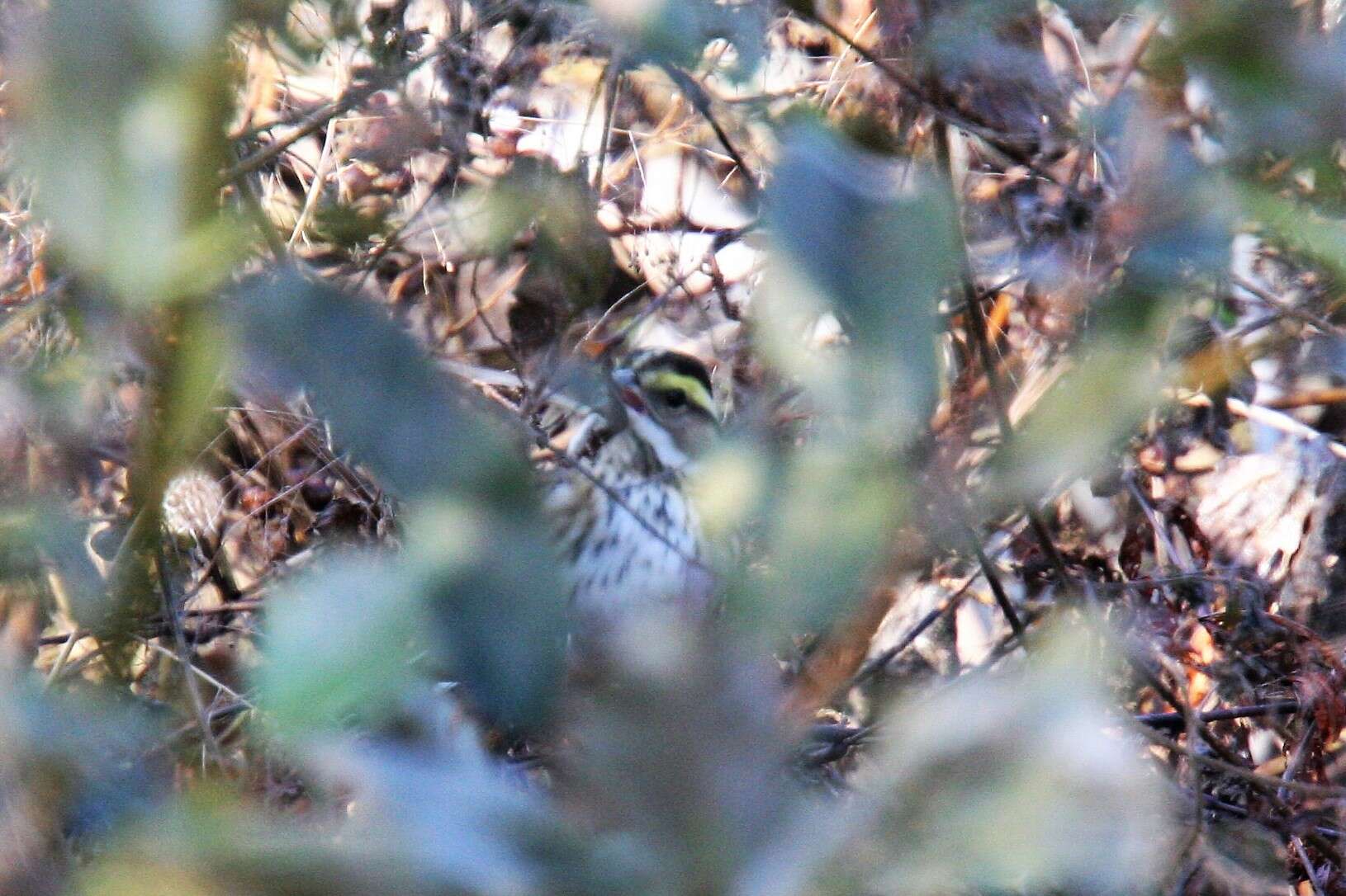 Image of Yellow-browed Bunting