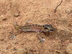 Image of Austen Thick-toed Gecko