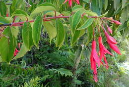 Image of Fuchsia regia (Vand. ex Vell.) Munz