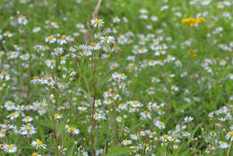 Image de Symphyotrichum salignum (Willd.) G. L. Nesom