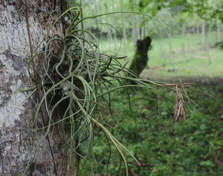 Image of Tillandsia butzii Mez