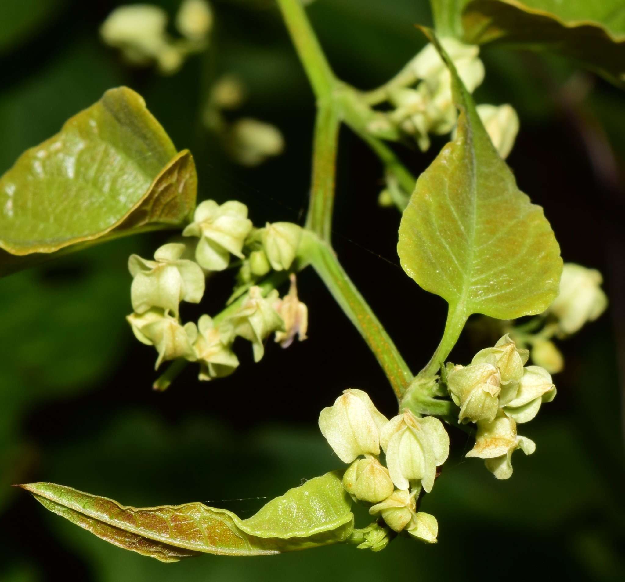 Antigonon flavescens S. Wats. resmi