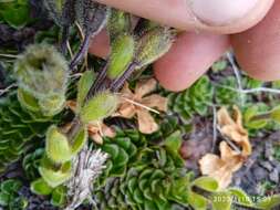 Image of Ourisia glandulosa Hook. fil.