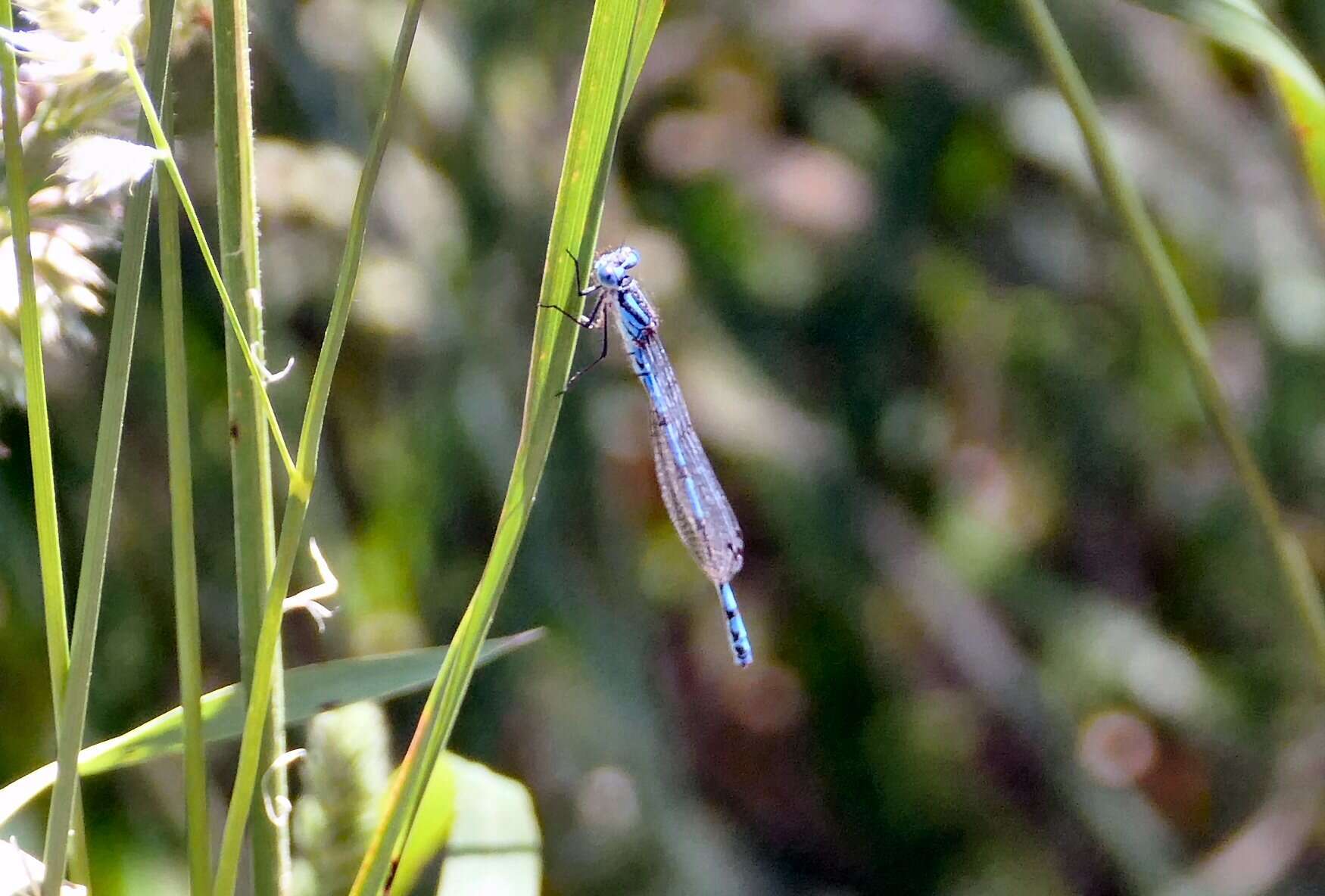 Image of Austrocoenagrion lyelli (Tillyard 1913)