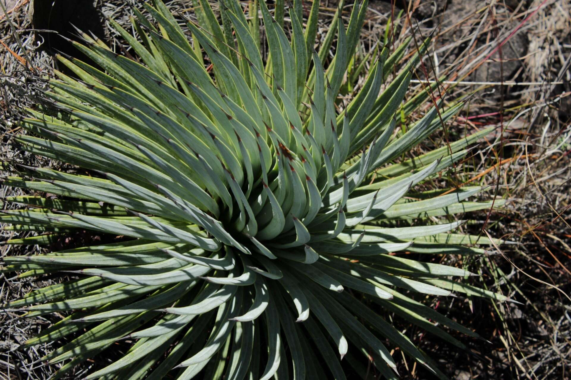 Image of Agave rzedowskiana P. Carrillo, Vega & R. Delgad.