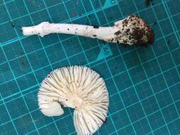 Image of Amanita griseoturcosa T. Oda, C. Tanaka & Tsuda 2002