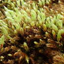 Image of bog apple-moss