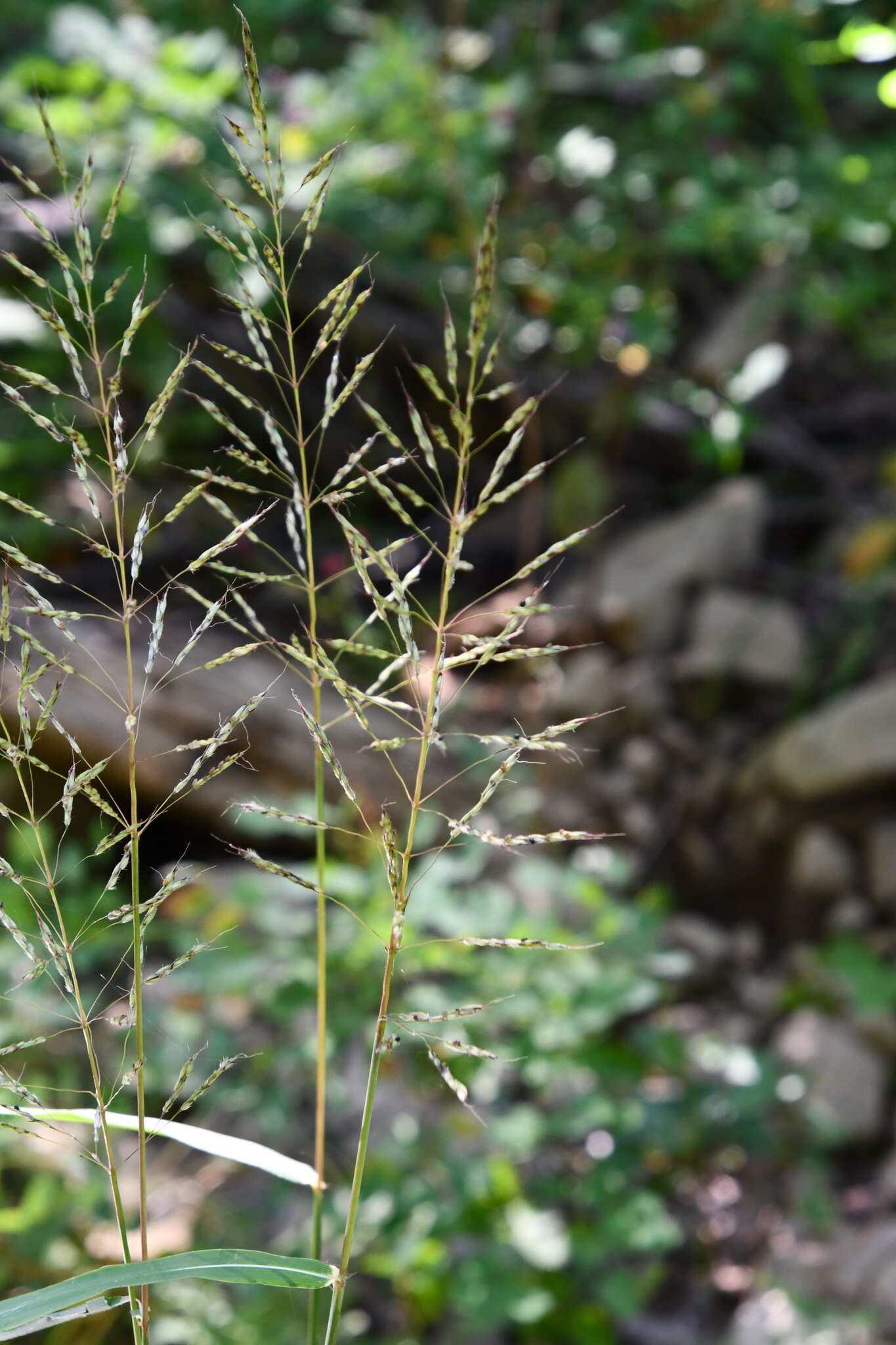 Image of frost grass