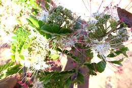 Imagem de Albizia mainaea Villiers