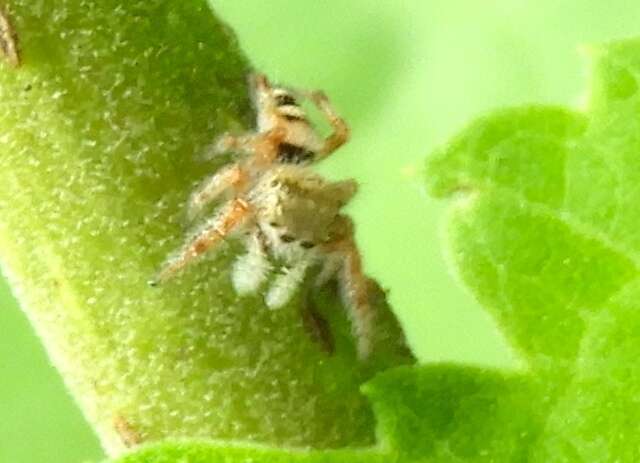 Image of Phidippus pacosauritus