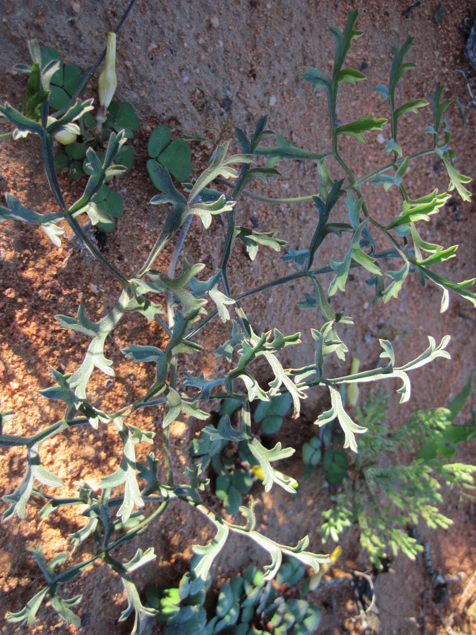Image of Pelargonium leipoldtii Knuth.