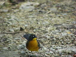 Image of Fan-tailed Warbler