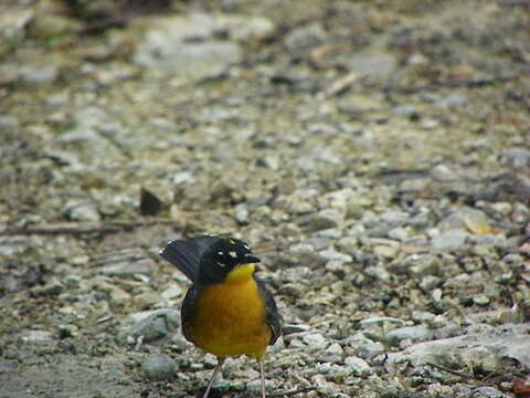 Image of Fan-tailed Warbler