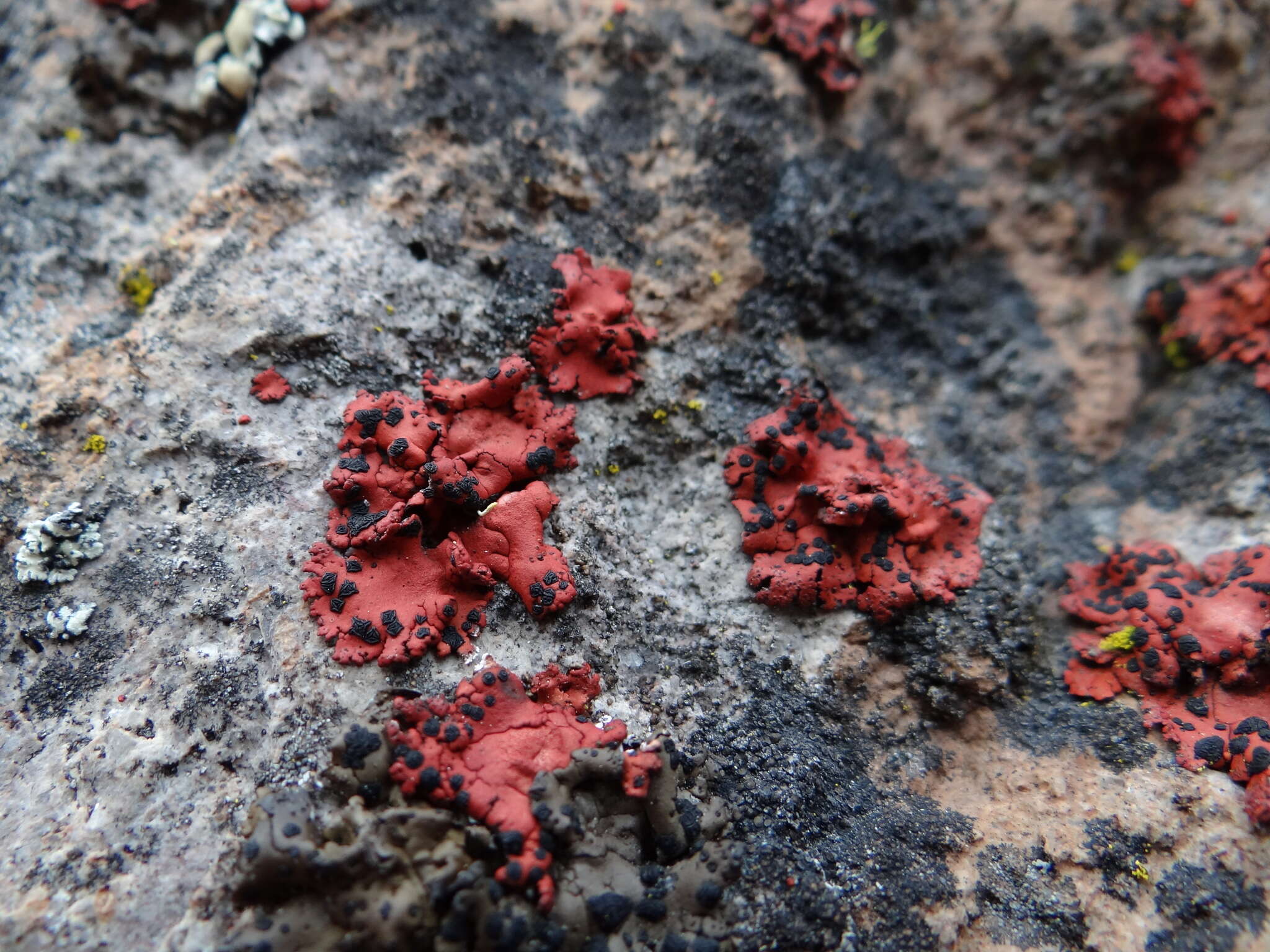 Image of <i>Umbilicaria phaea</i> var. <i>coccinea</i>