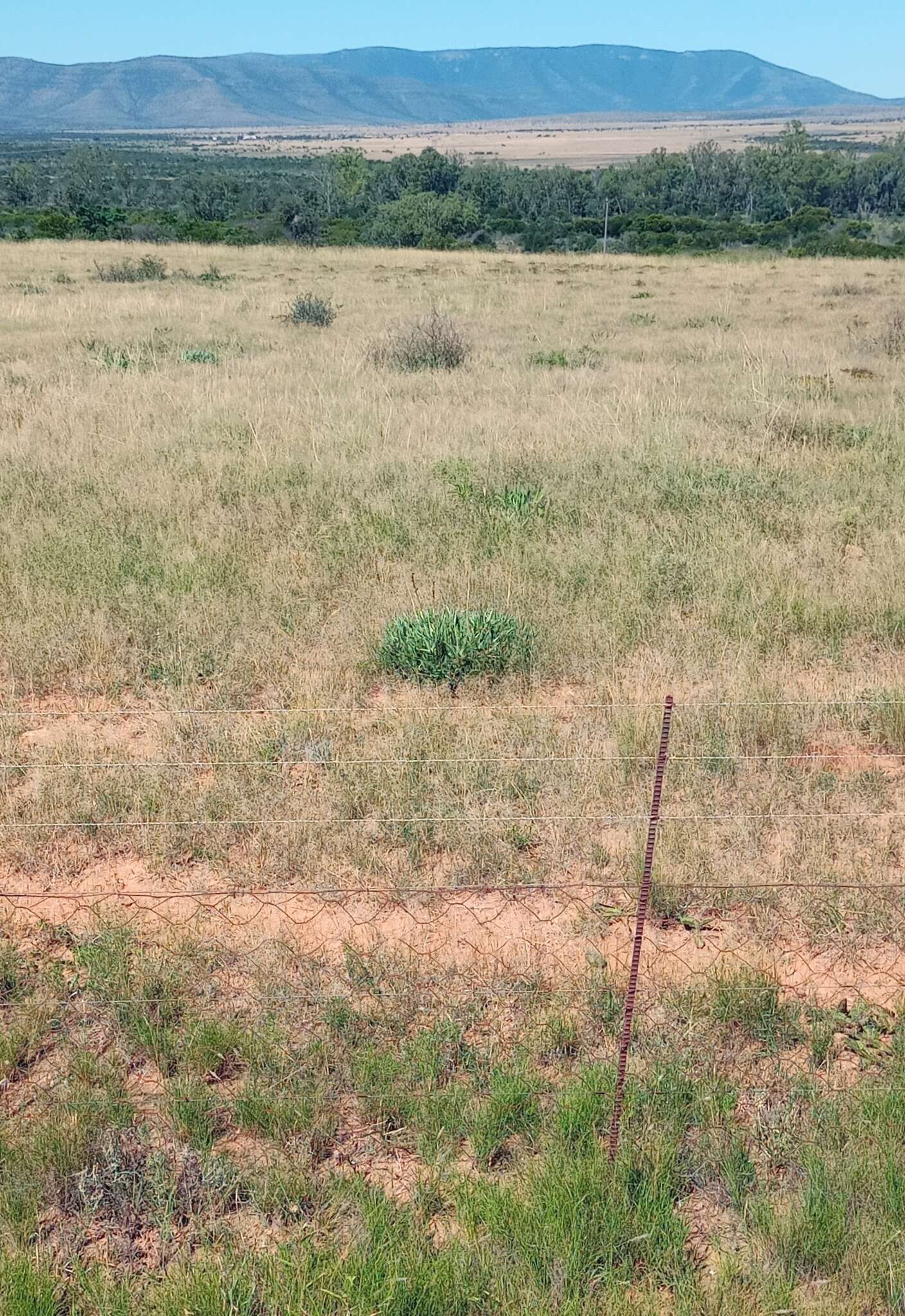 Image of Fence Aloe