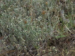 Sivun Helichrysum indicum (L.) Grierson kuva