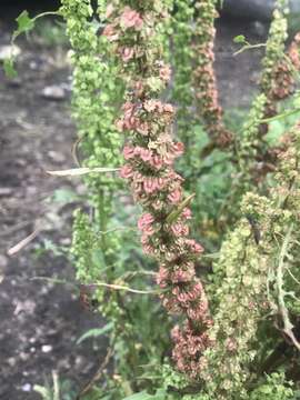 Imagem de Rumex stenophyllus Ledeb.