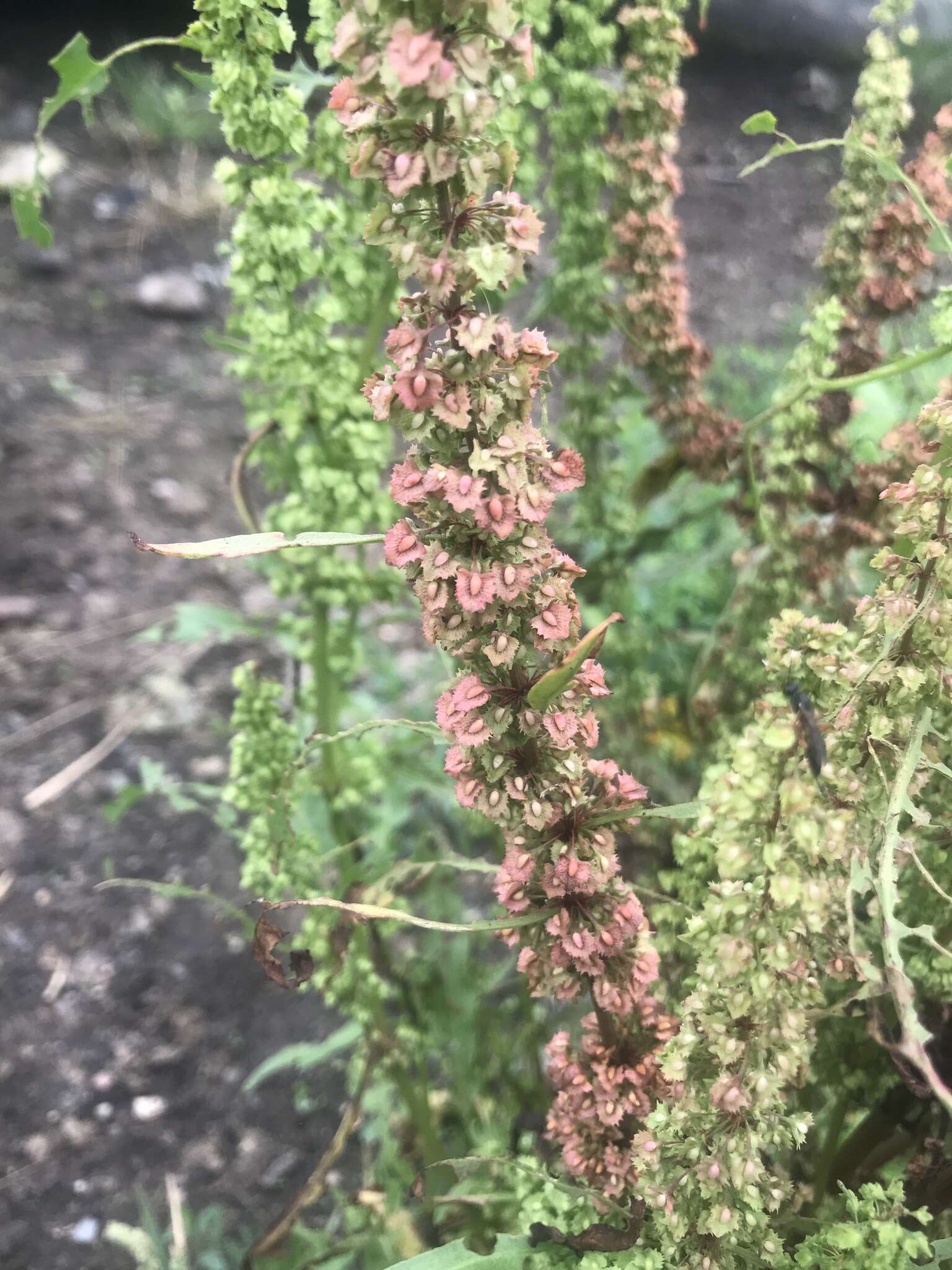 Rumex stenophyllus Ledeb. resmi