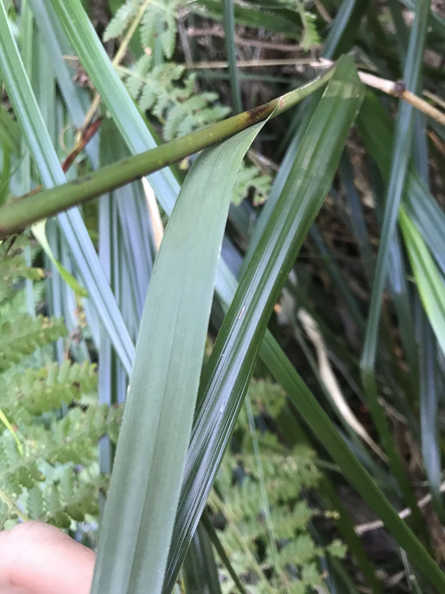 Image of Gahnia melanocarpa R. Br.