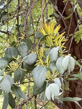 Image of Agelanthus pungu (De Wild.) R. M. Polhill & D. Wiens