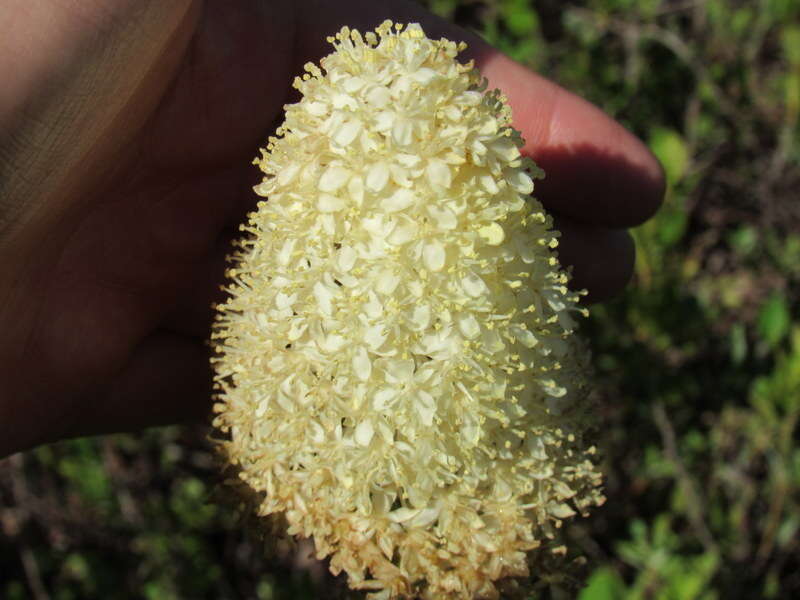 Plancia ëd Xerophyllum asphodeloides (L.) Nutt.