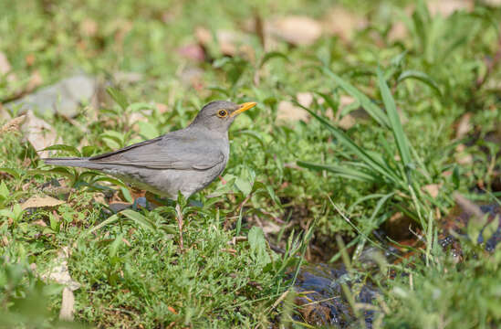 Image of Tickell's Thrush