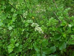 Слика од Poa arachnifera Torr.