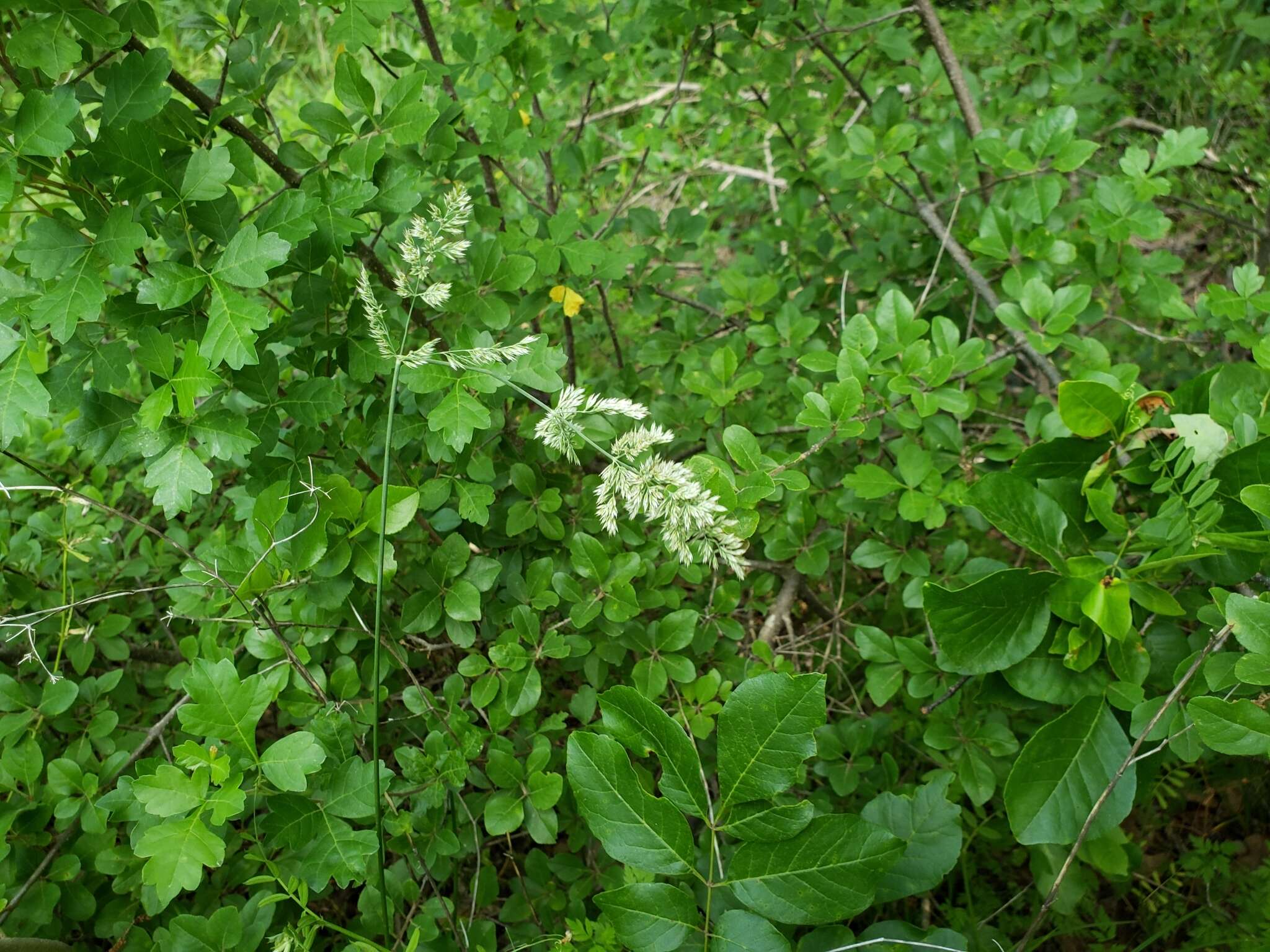 Image of Texas bluegrass