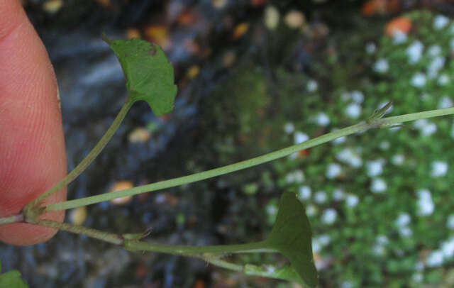 Image of Viola lyallii Hook. fil.