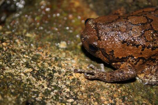 Image of Banded Bullfrog