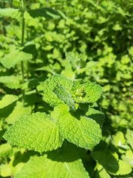 Image of Apple Mint