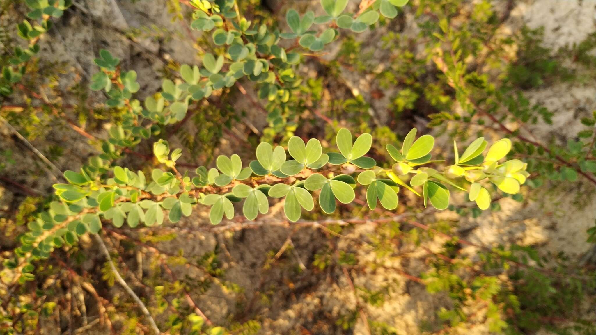 Image of Chamaecrista ramosa (Vogel) H. S. Irwin & Barneby