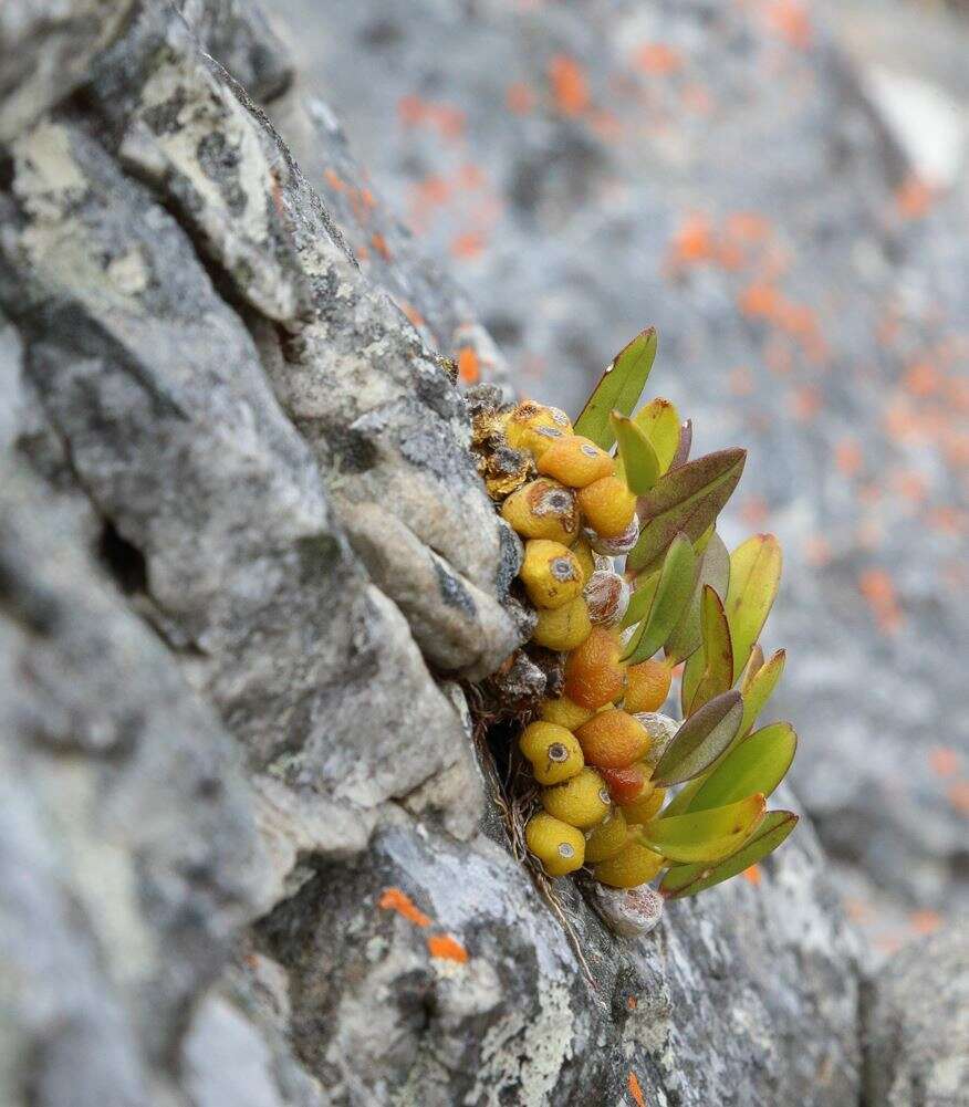 Слика од Bulbophyllum baronii Ridl.