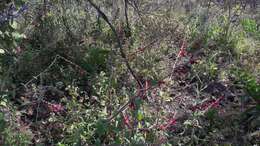Sivun Salvia iodantha Fernald kuva