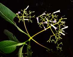 Image de Palicourea paniculata (L. fil.) P. L. R. Moraes & C. M. Taylor