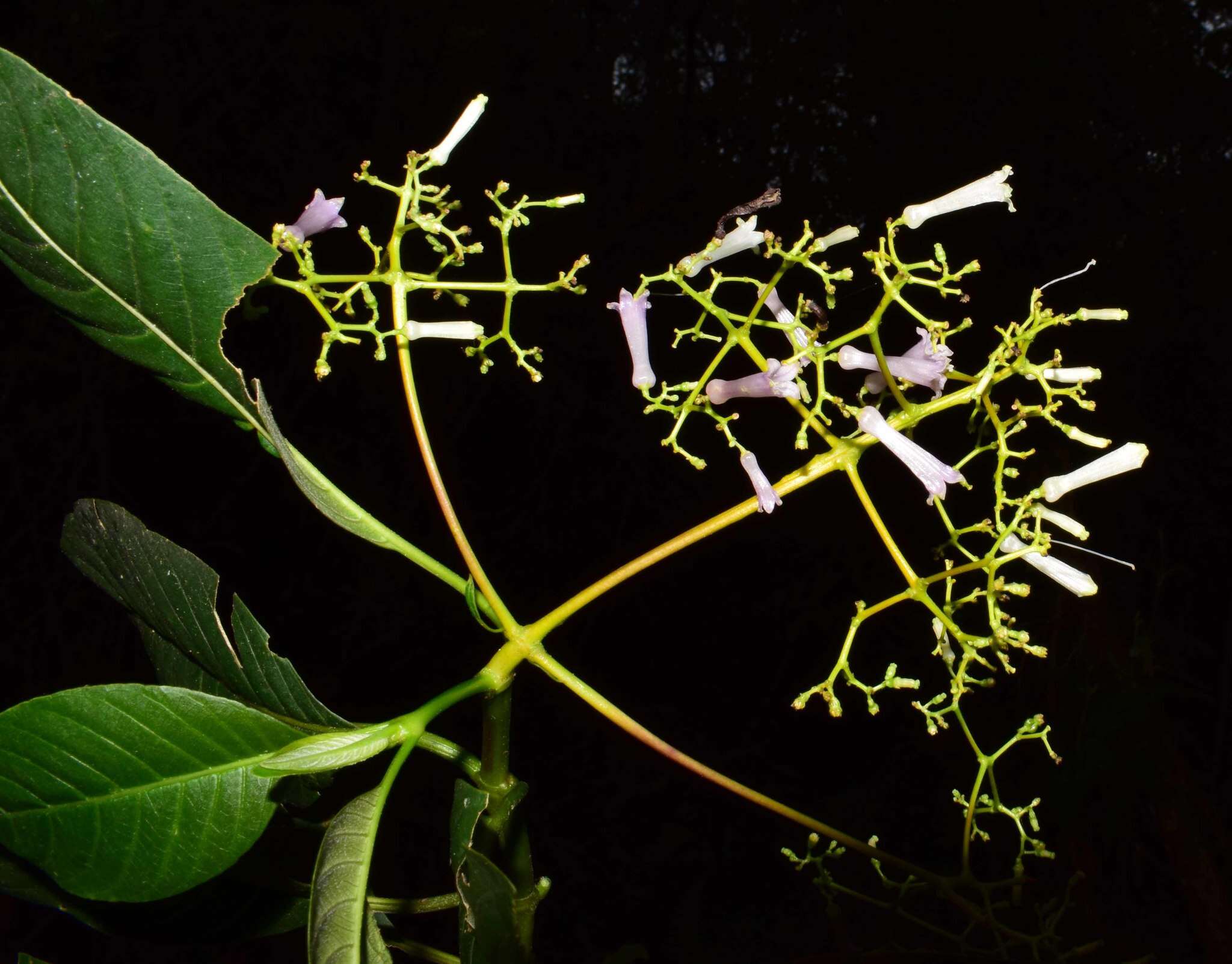 Image de Palicourea paniculata (L. fil.) P. L. R. Moraes & C. M. Taylor