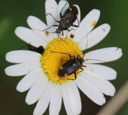 Image of Closterotomus cinctipes (A. Costa 1853)