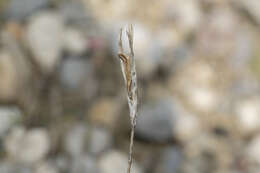 Image of Dianthus crinitus subsp. crinitus