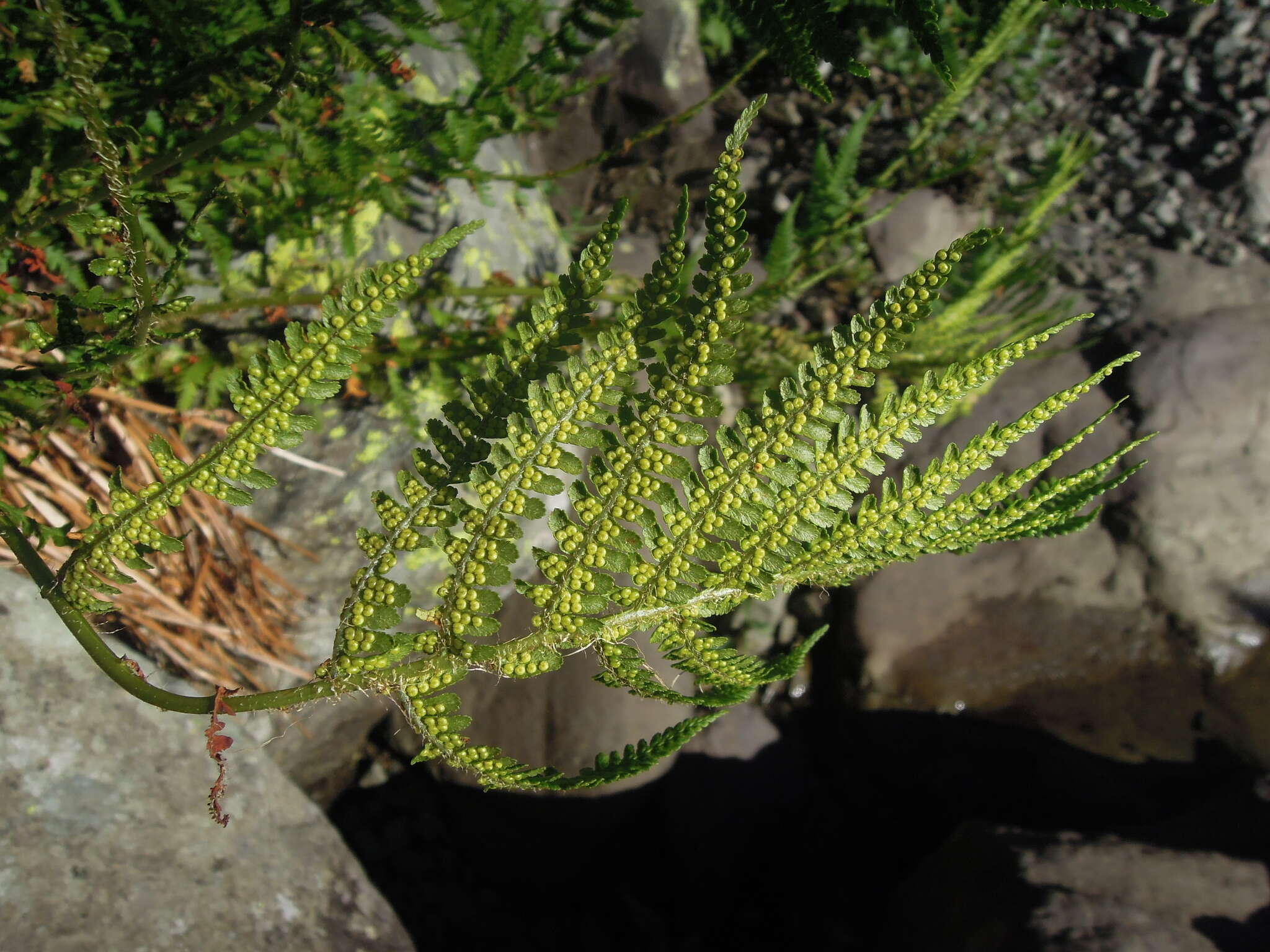 Image of Dryopteris oreades Fomin