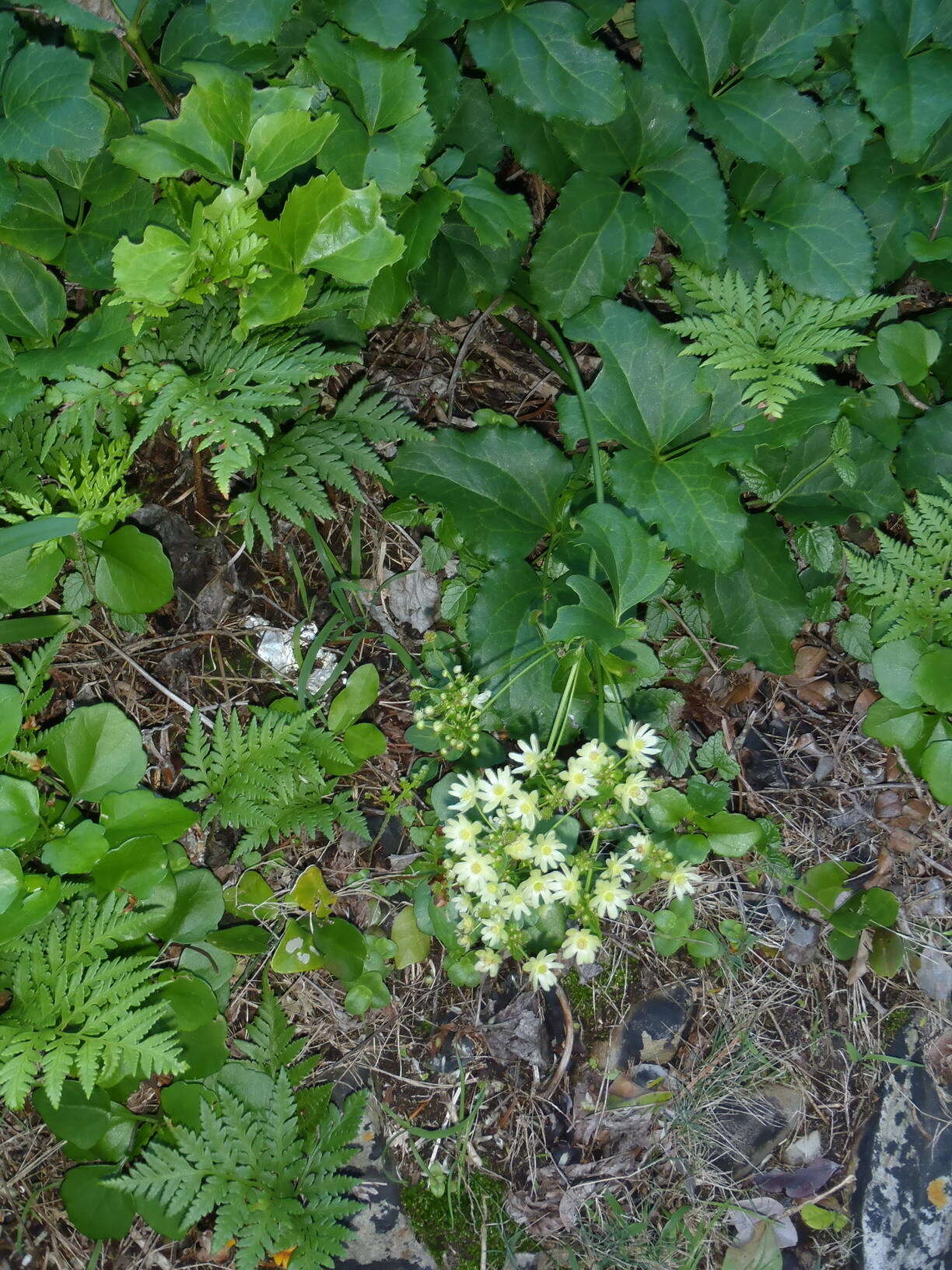 Image of Knowltonia vesicatoria subsp. grossa H. Rasmussen