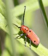 Sivun Tetraopes quinquemaculatus Haldeman 1847 kuva